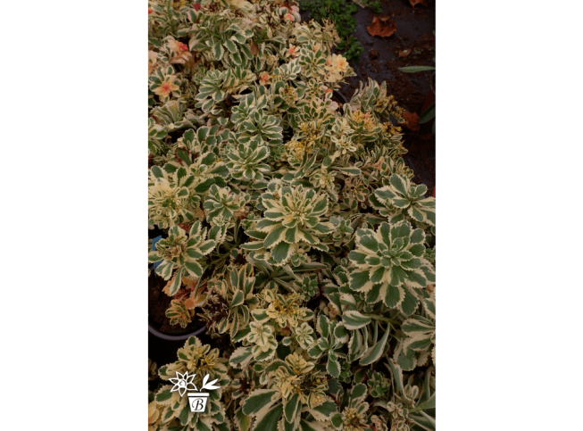 Sedum takesimense   ATLANTIS = 'Nonsitnal'